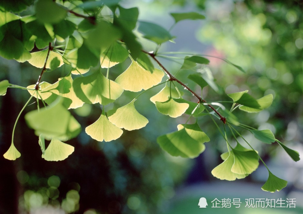 在自然的環境中,野生的銀杏幾乎很少有幼苗能夠度過發芽後三年的生長