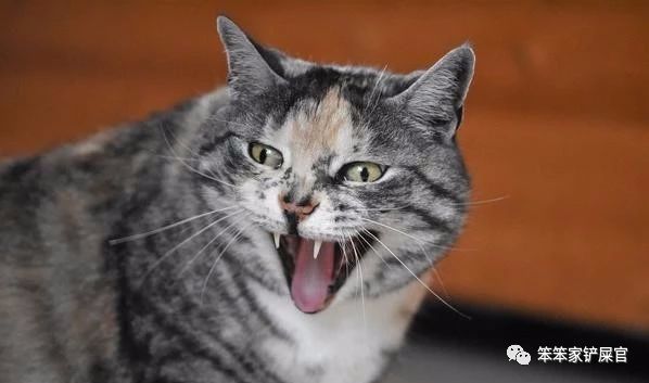 猫咪总是"发疯"的攻击主人,并非猫养不熟,而是猫咪在发泄情绪_腾讯