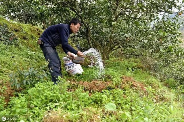 果园土层板结严重 施了大量有机肥依然没效果 是忽略了这个 腾讯新闻