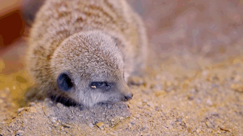 出生就要开工的狐獴幼崽 才出生就要学习挖洞和放哨.