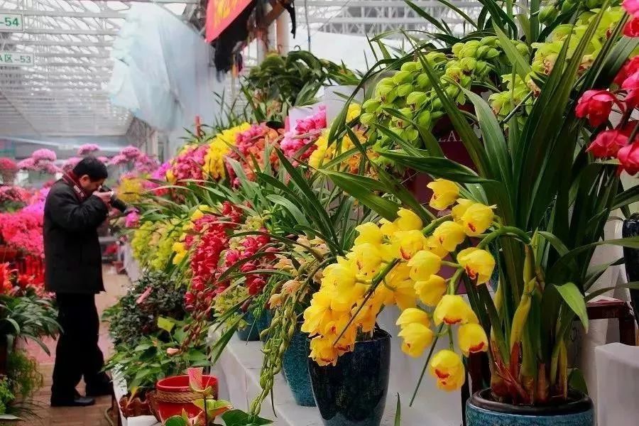 迎春花市今年從化花市設置年桔,花卉,盆景,水族,鮮花,揮春及文化創意