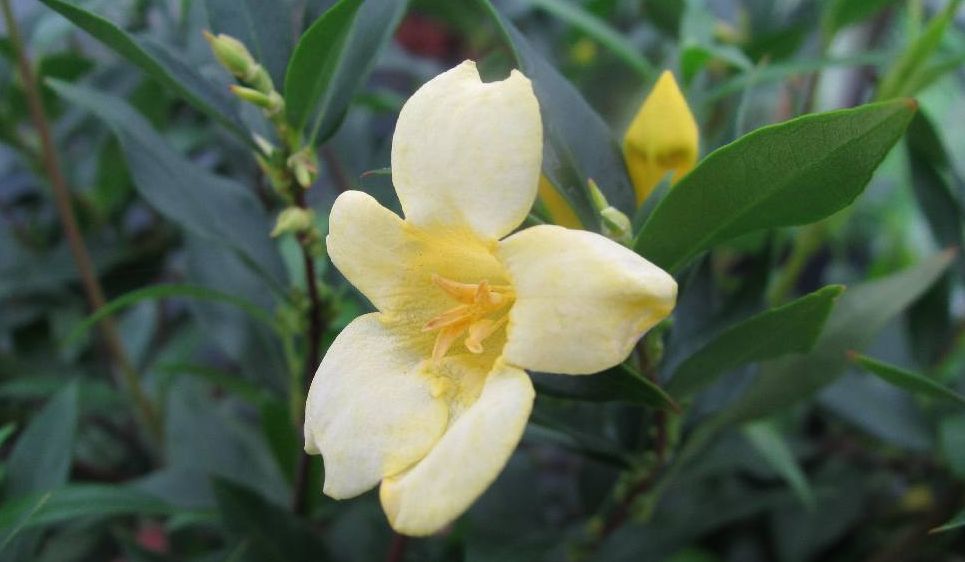 法国香水茉莉盆栽,好看又好养,花香浓烈,耐寒耐冻,花期半年