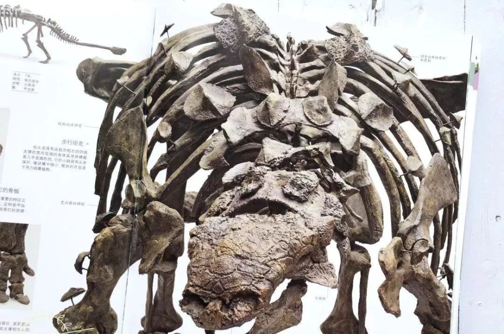 豆瓣98分这本销量40多万册的百科全书为孩子开启地球博物馆之旅