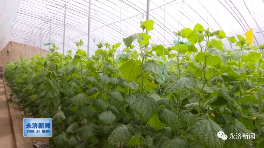 栲栳镇任村绿丰蔬菜种植基地大棚里的乳瓜也进入了盛产期,呈现出产销
