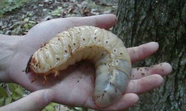 农村肉嘟嘟的蛴螬虫,它的破坏力大,不过可以油炸吃?