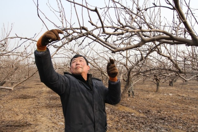 梨樹在盛果期如何修剪做好這些工作不僅產量高還延長結果年限