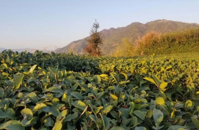 高山流水茶香 安溪芦田打造特色旅游路线