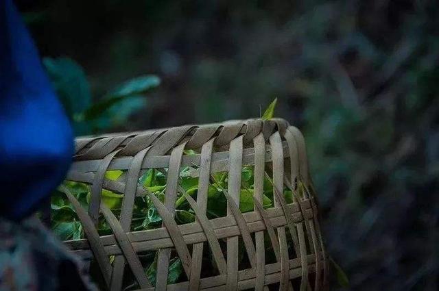 那么除了老年人之外，爱喝茶的人群还有哪些呢？