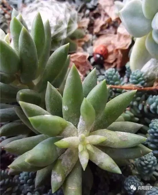 养了20盆多肉一个月之间多肉变僵尸白粉病真可怕