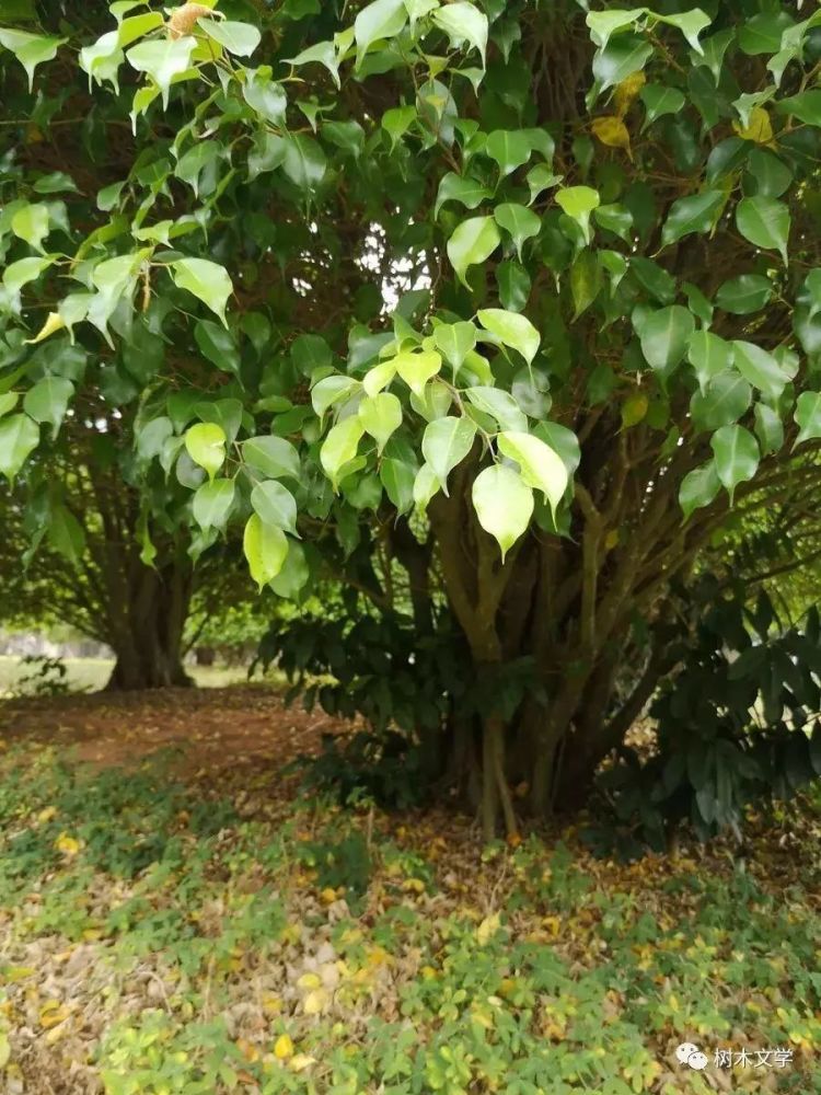 我看过有桂花修成这种树形的,国外的欧洲鹅耳枥,东北的蜀桧都有类似的