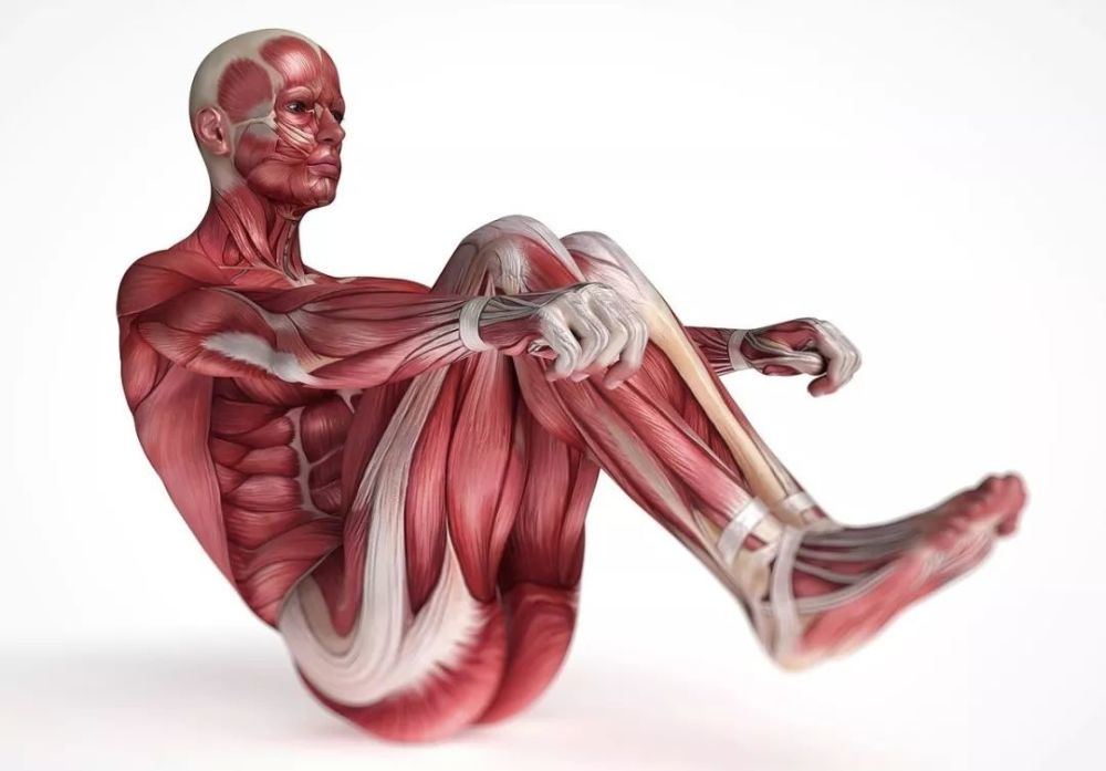 那难道韧带的延长就是瑜伽拉伸的目的?当然不是!