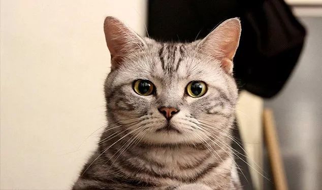 猫咪怎么这么手欠，仙人掌你都扒拉！_腾讯新闻