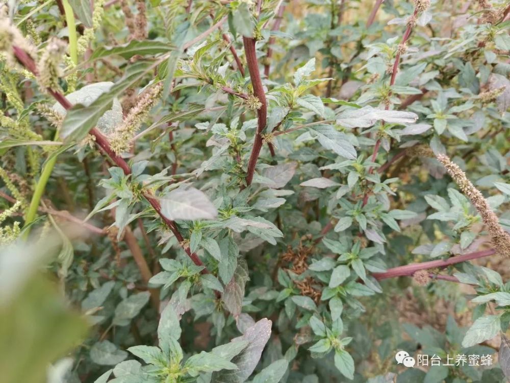 蜜蜂養殖之粉蜜源植物刺莧