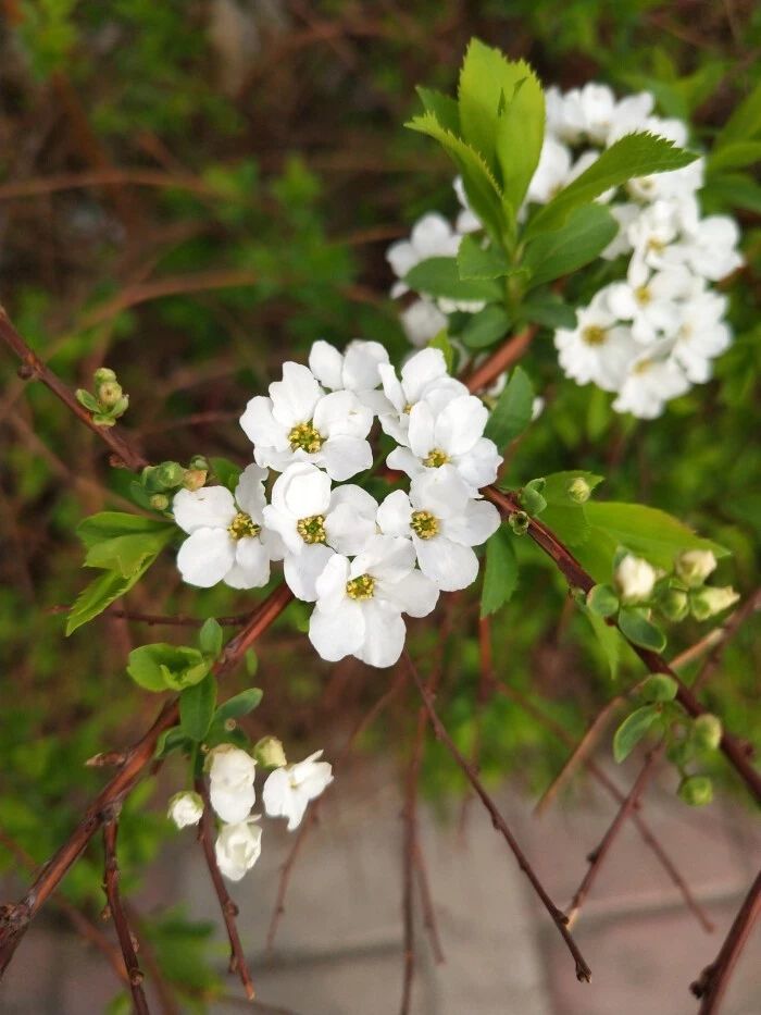 可以轻松养成花瀑的绣线菊 不只有白花的品种 你会喜欢么 川东在线