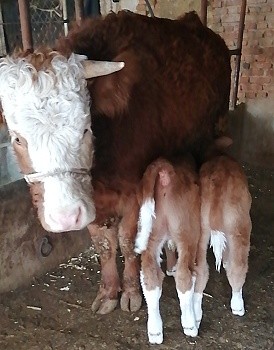 自然受精自然分娩铁岭昌图这只母牛初次当妈妈生下龙凤胎
