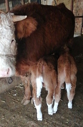 自然受精自然分娩铁岭昌图这只母牛初次当妈妈生下龙凤胎