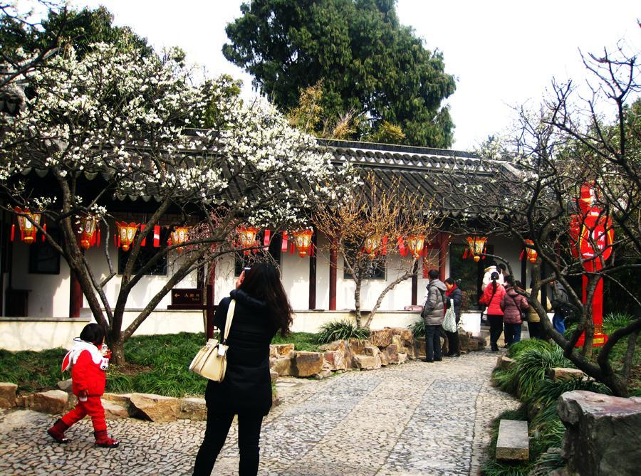 上海冬季赏梅的景点有哪些 这个季节梅花朵朵开 一起来看看吧 腾讯新闻