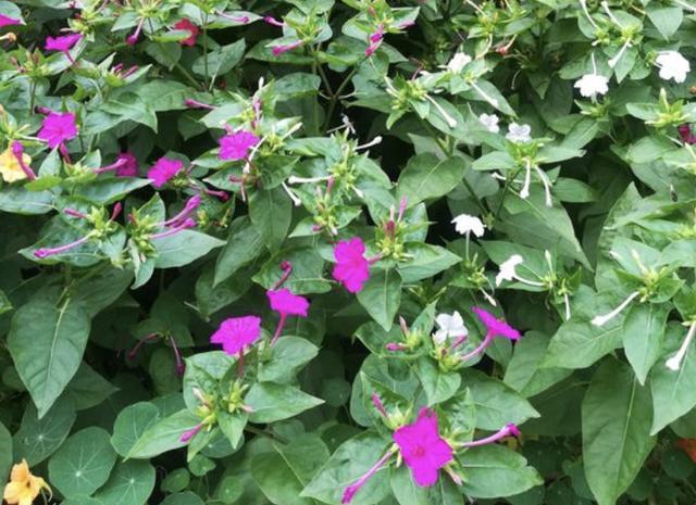 山上的小路边 有1种 地雷花 价值高 切勿当成 杂草 铲除 腾讯新闻