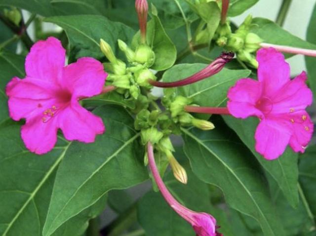 山上的小路边有1种地雷花价值高切勿当成杂草铲除