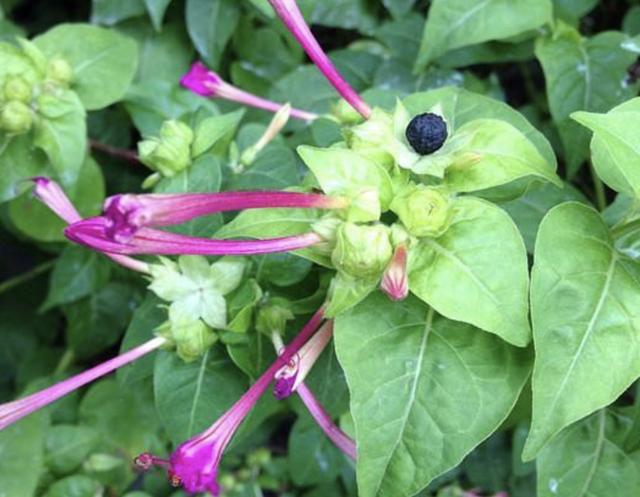 山上的小路边有1种地雷花价值高切勿当成杂草铲除