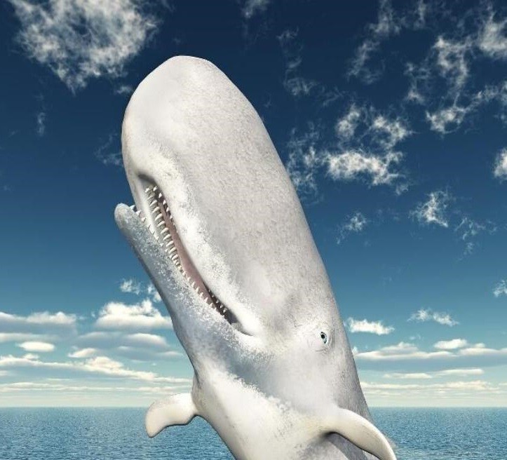 最罕见 5只白色动物 白鲸鱼 白孔雀都没啥 看到它 这是漫画动物吗 腾讯新闻