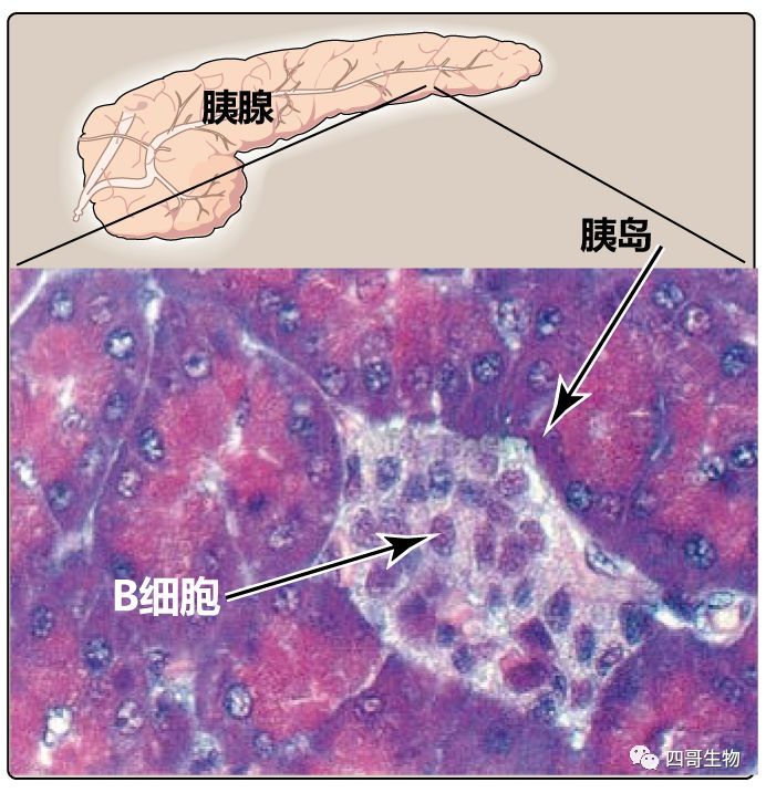 胰岛素是一种多肽激素,由胰腺胰岛 isletsof langerhans)的b细胞生成