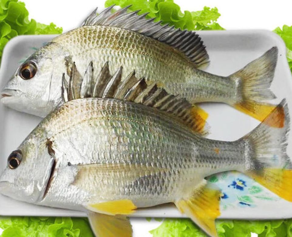 黄立鱼,又名黄鳍鲷,日常中,咱们金湾的街坊更多称它为"黄脚立",在上个