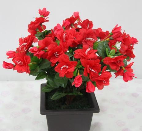 养花需要什么技巧 怎样才能种植一盆好的盆栽 腾讯新闻