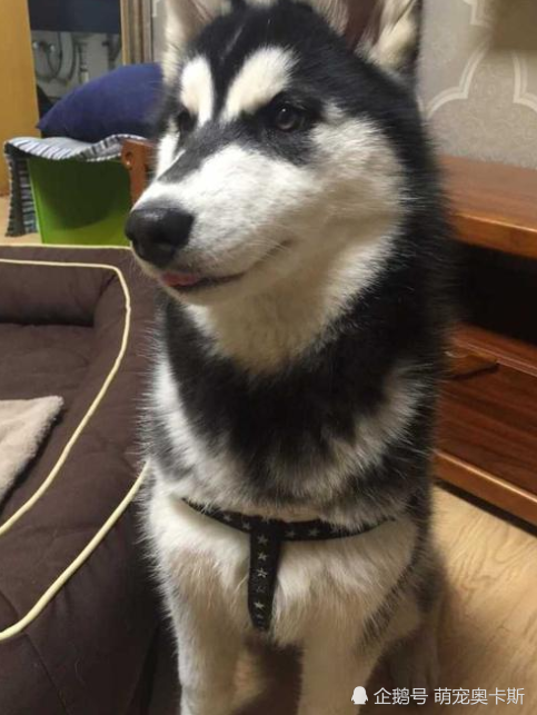 二哈鬼混后怀孕看到生出小奶狗主人悔得肠子都青了