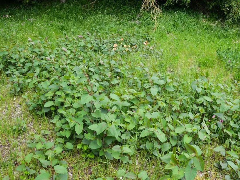 曾是农田里的杂草 如今60元一斤成出口名蔬 南方人特别爱吃 腾讯新闻