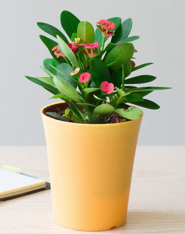 几种耐高温又好养的植物适合夏天养赶紧养一盆