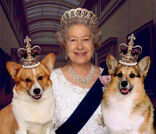 哪些狗来自于皇室贵族慈禧最爱第3个最后一个很少有人敢养