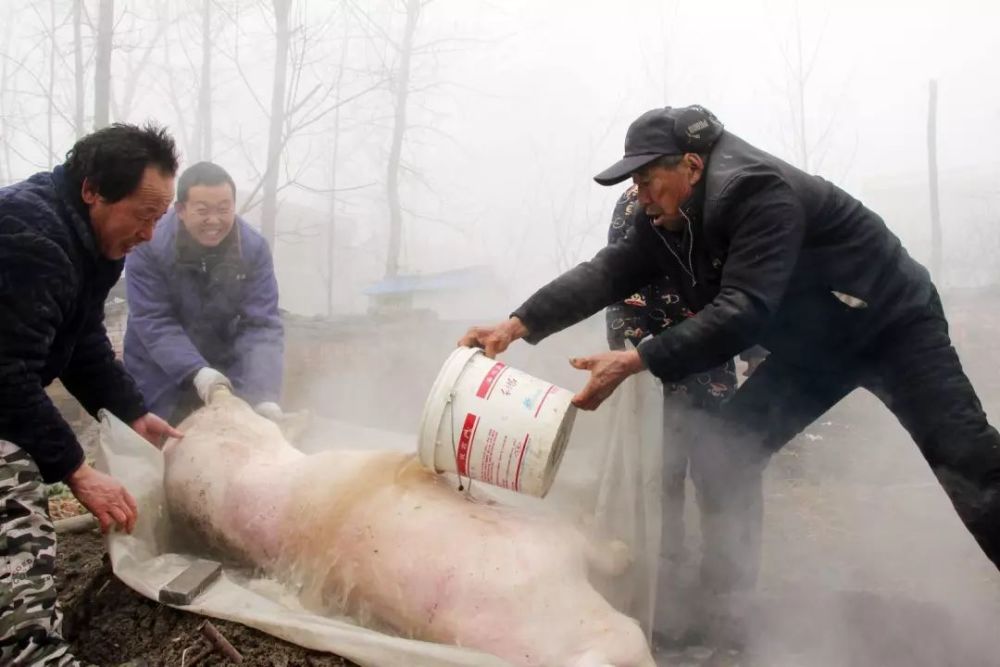 众人七手八脚一起帮忙把肥猪抬到长板凳上,德爷指挥大家压紧猪身,他