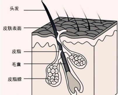 落下來的頭髮根上的小白點是毛囊嗎