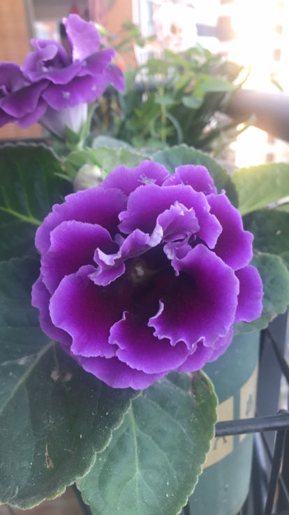 家里养盆 福气花 过年开出紫色花 紫气东来寓意好 花花 大岩桐