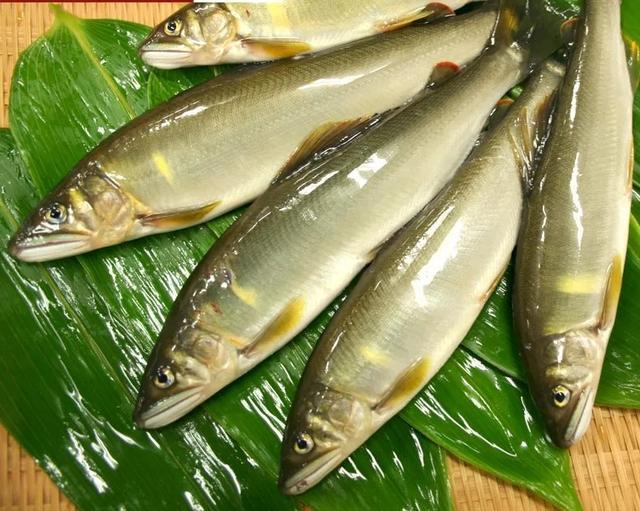 香鱼名扬四海的淡水鱼之王