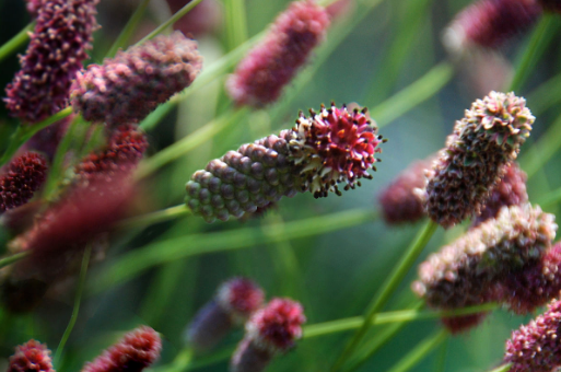 巴戟天,乌梅,鹿茸,地榆,川牛膝