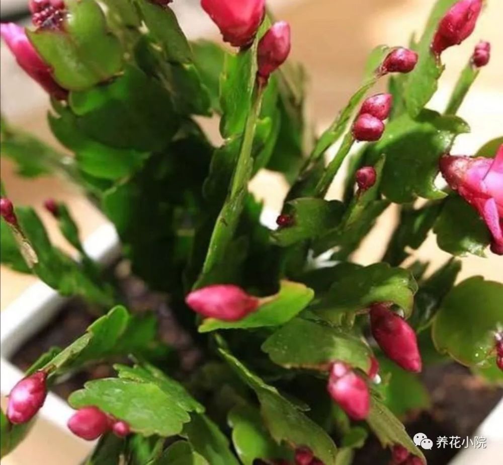 新买的蟹爪兰 花苞一直掉落 这几个方面没做好 马上调整 腾讯新闻