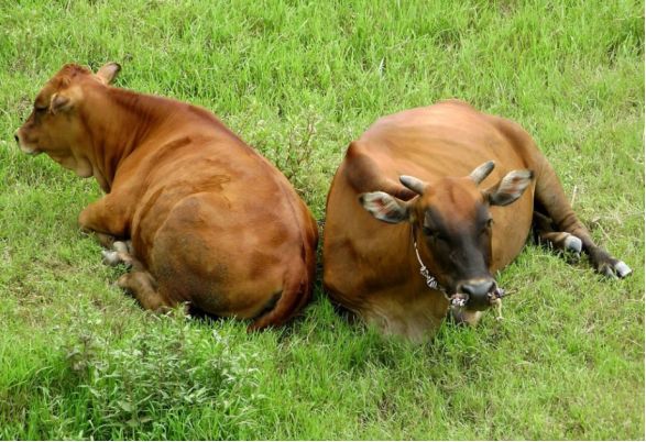 宣汉县:蜀宣花牛"牛气冲天"|宣汉县|西门塔尔牛|黄牛|杨杰