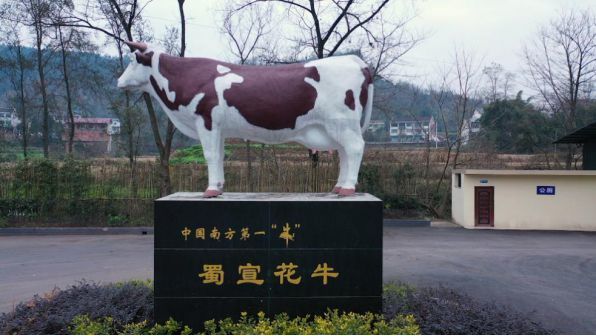 宣汉县蜀宣花牛牛气冲天