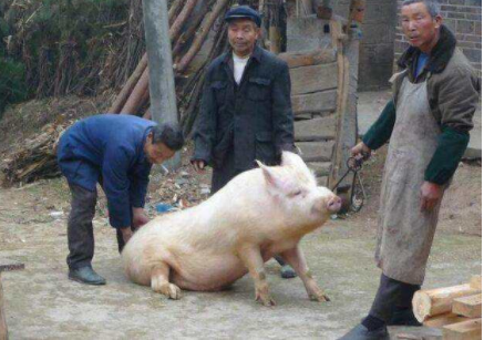 农村又忙着杀年猪,俗语"屠夫不杀五爪猪"啥意思?下半句更经典