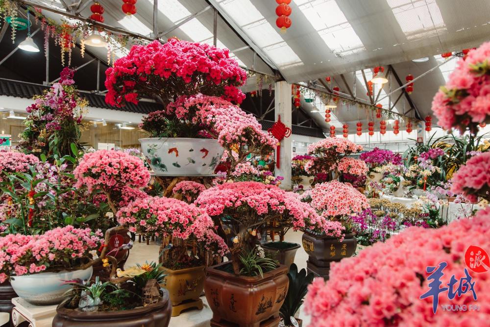 年來了花都開好了廣州花博園迎春花市開鑼啦