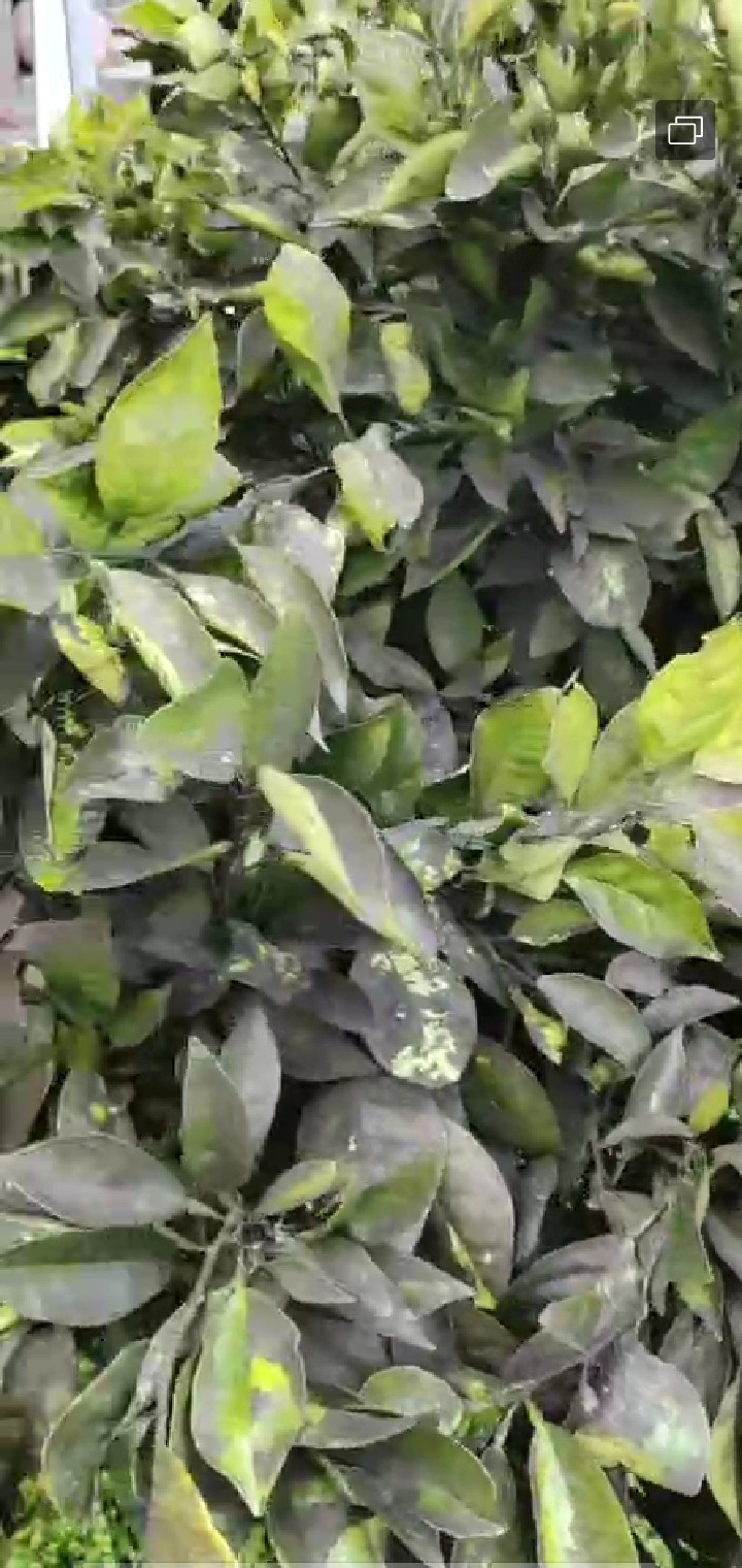柑橘叶子上黑乎乎这是得了煤污病啦
