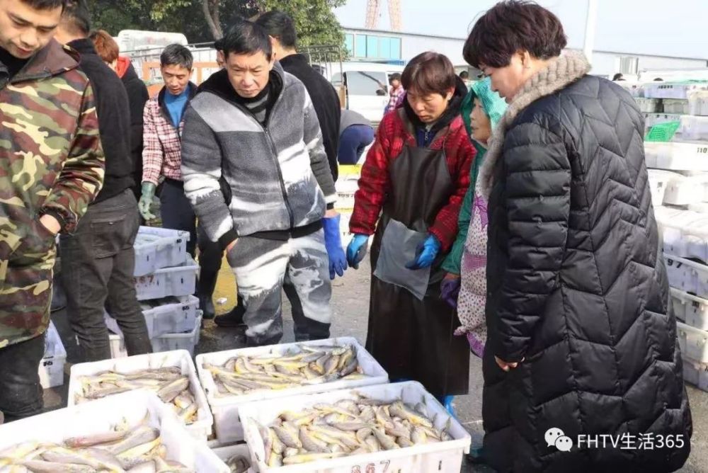 年关将近,每天早上莼湖街道的桐照码头和双山码头都异常繁忙,海鲜市场