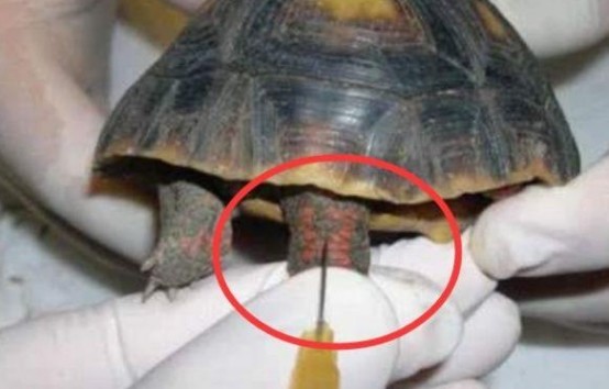将乌龟血注入体内人类能活千年吗答案出乎你的意料