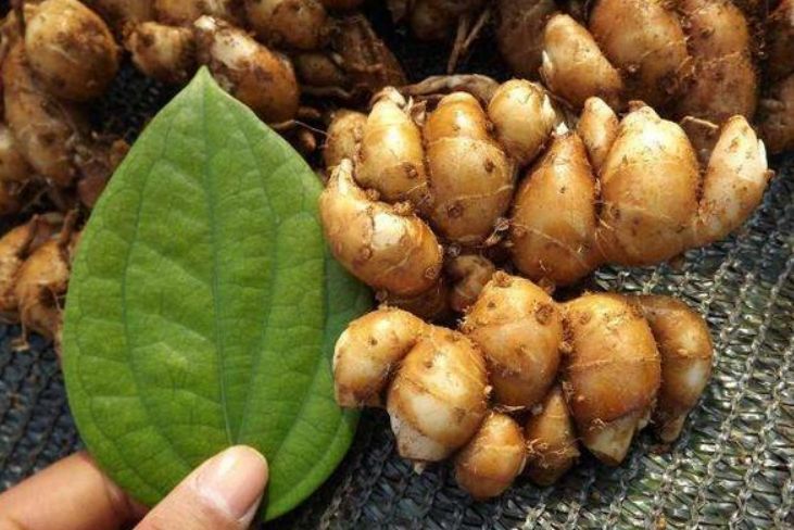 山柰亦称三柰,沙姜,番郁金,三藾,山辣,土麝香,埔姜花,是一种姜科山柰