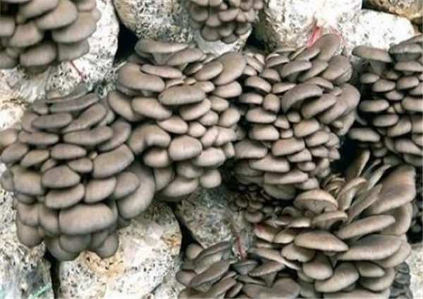 种植平菇怎样高产?技术很重要,专家的经验总结分享给大家