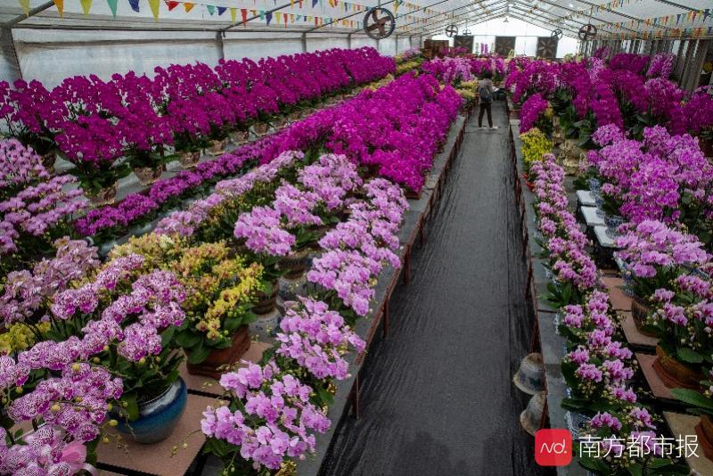 廣州花博園迎春花市開鑼蝴蝶蘭等年宵花卉產量增加價格略漲