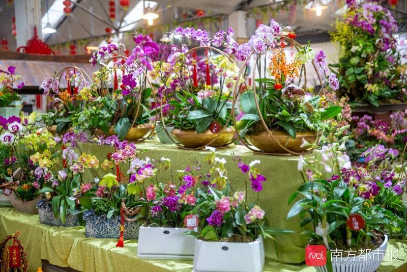 廣州花博園迎春花市開鑼蝴蝶蘭等年宵花卉產量增加價格略漲