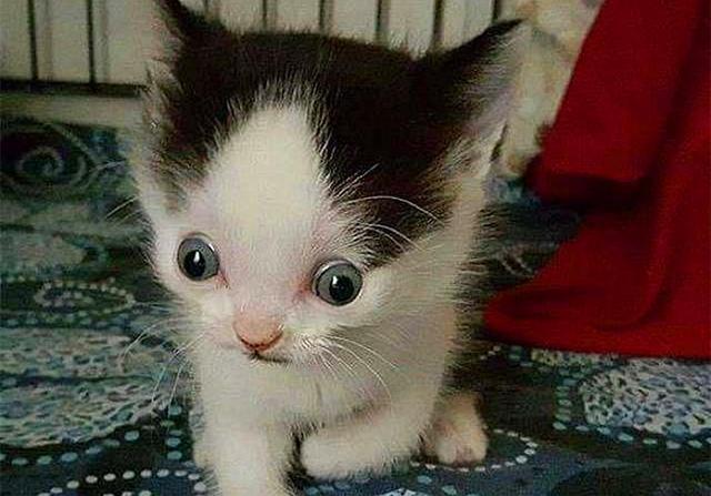 随着猫咪脑积水的病情加重,可能出现"落日目"的现象,猫咪的眼球不能